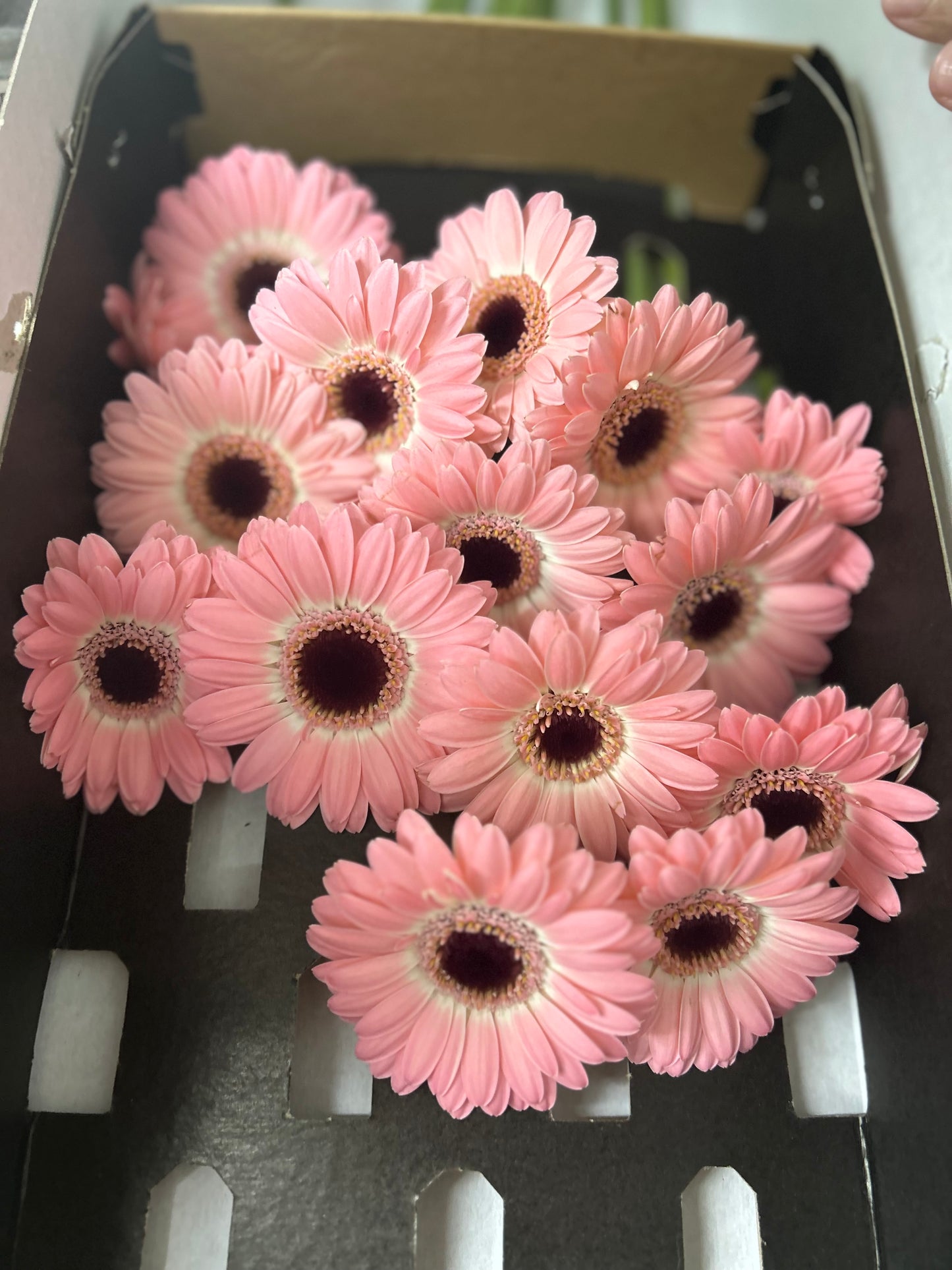 Fresh Flower Daisy 12pcs Best Seller