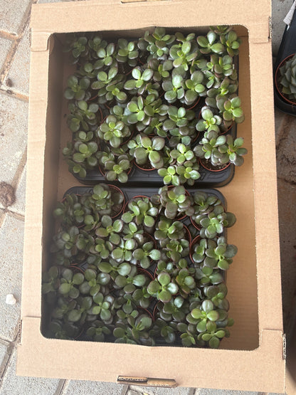 Table Plant Desk Plant Succulent