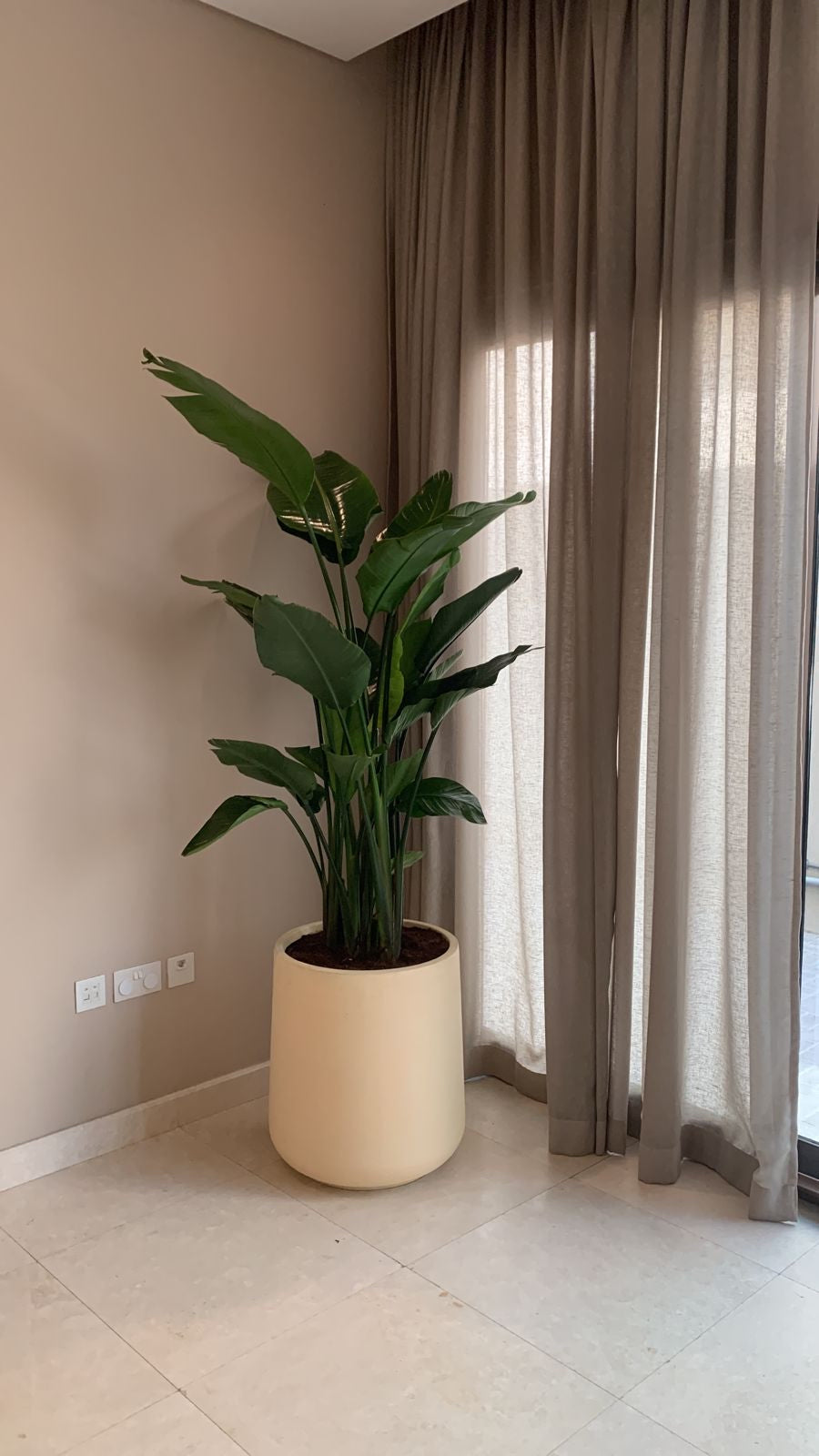 Bird of Paradise XXL
