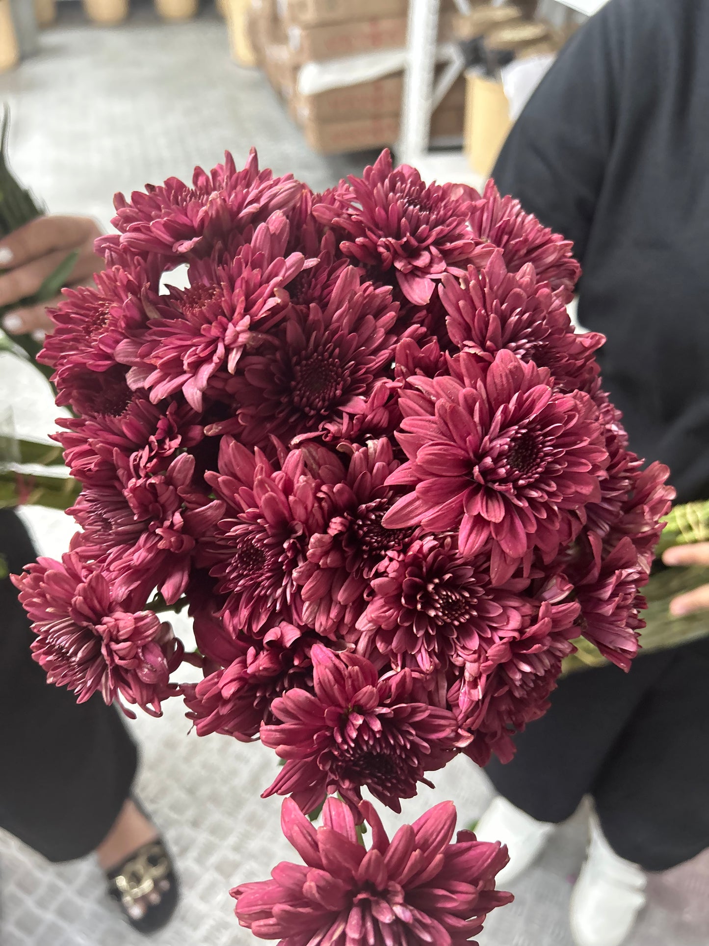 Fresh Flowers Chrysanthemum 12pc Best Seller