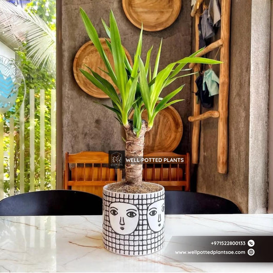 Table Plant Yukka