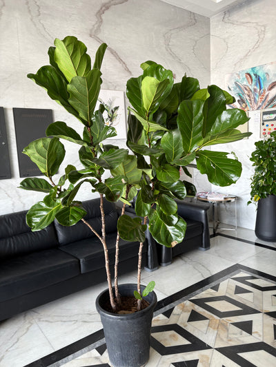 Fiddle XLarge Plant Promo at 180-200cm