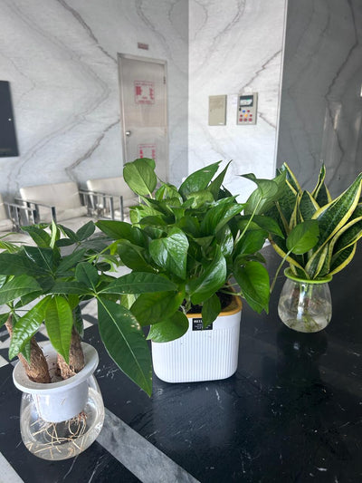 Water Plants Bundle 3 pc Mega Sale