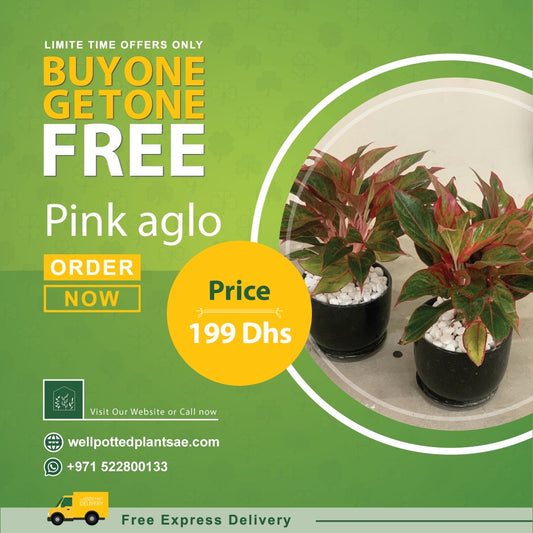 Pink Aglo in Plastic PROMO