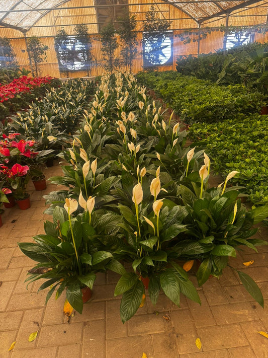 Peace Lily Premium Promo