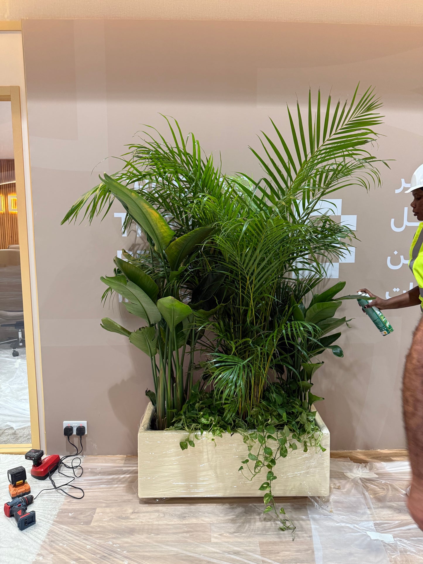 Office Plants in Rectangle Pot Premium on Sale