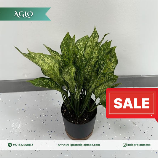 Promo Green Aglo