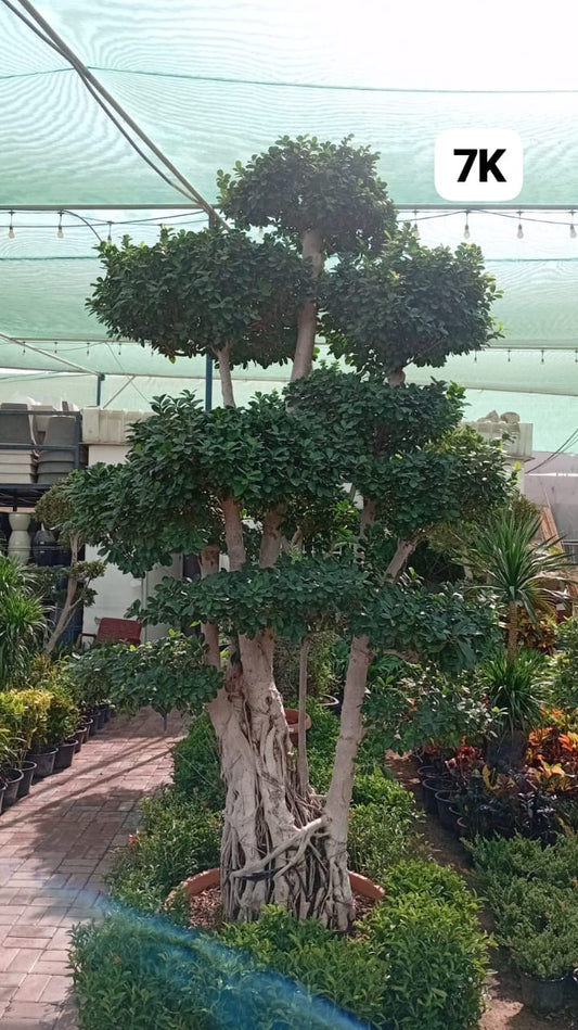 Bonsai Guardian XXL Bonsai Premium