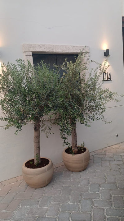 Olive Tree Extra Large Bundle 2pc Plants UAE