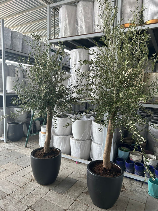 Big Olive Tree (15-20yr old) PROMO BUNDLE 2PC