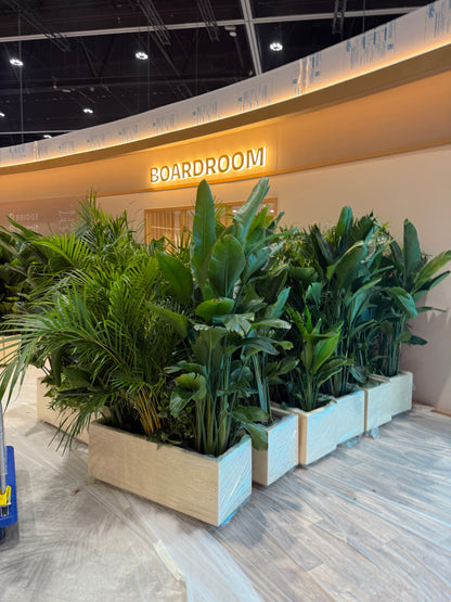 Office Plants in Rectangle Pot Premium on Sale