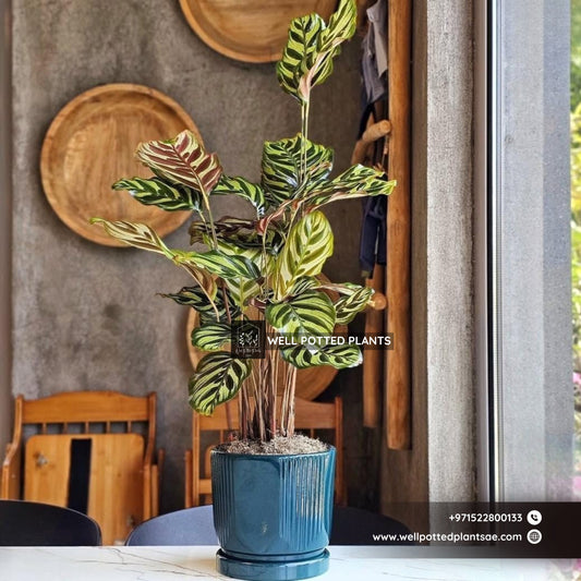 Table Plant Prayer Plant