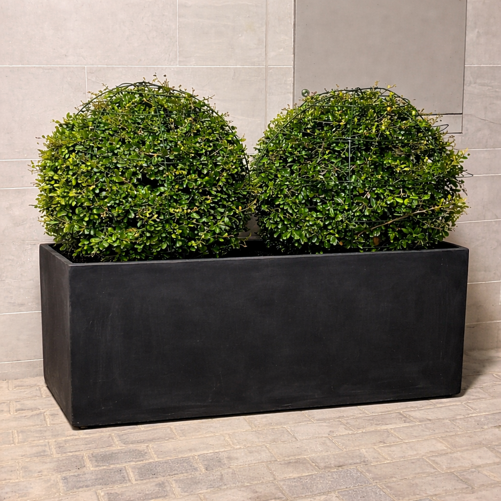Ehretia grass ball plant in rectangular fiber planter large size 90×30×30 cm