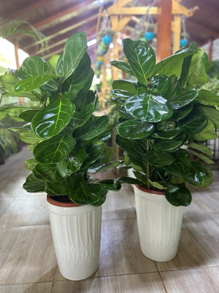 Fiddle Bushy Bundle 2pc|130cm