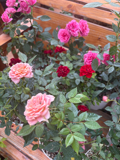 Roses 3pots Bundle Indoor plants UAE
