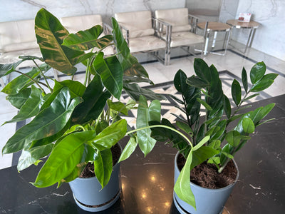 Indoor Plants Table Plant  Zizi and Philodendron Bundle