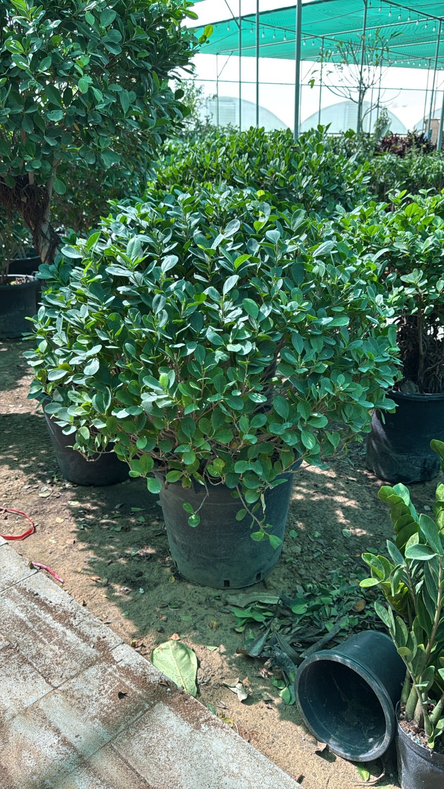 Potted plants in a greenhouse setting Ficus Ballshape Buy 1 Get 1 Free.