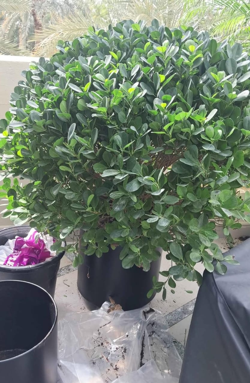 Ficus Big Giant Head in Matte Fiber Plants UAE.