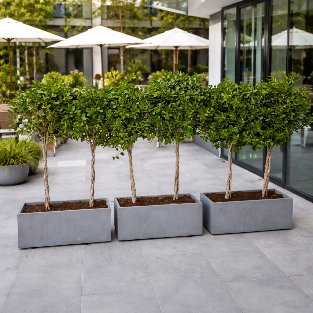 Ficus Single Head Privacy Plant in Rectangle Plants Dubai. Row of potted trees on a patio with white umbrellas in the background.