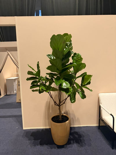 Ficus Tree Premium Large Plants Dubai.