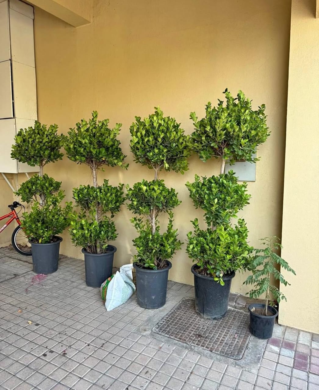 Ficus Triple Head Buy 1 Get 1 Free Plants UAE