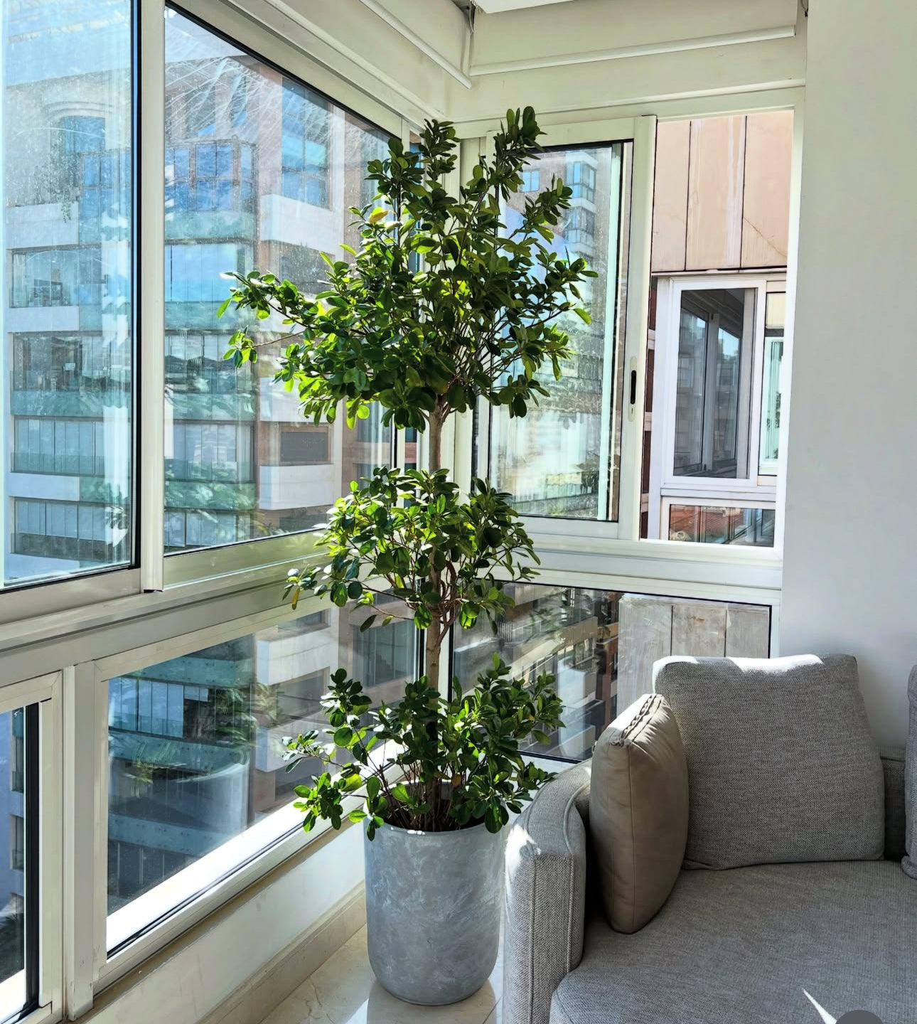 Ficus Triple Head Buy 1 Get 1 Free Plants UAE.