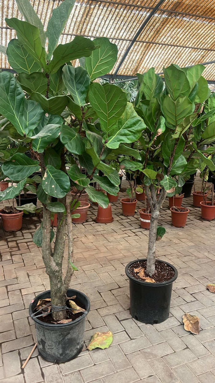 Fiddle Fig Tree In Nursery Pot Each XXL Plants UAE – wellpottedplants