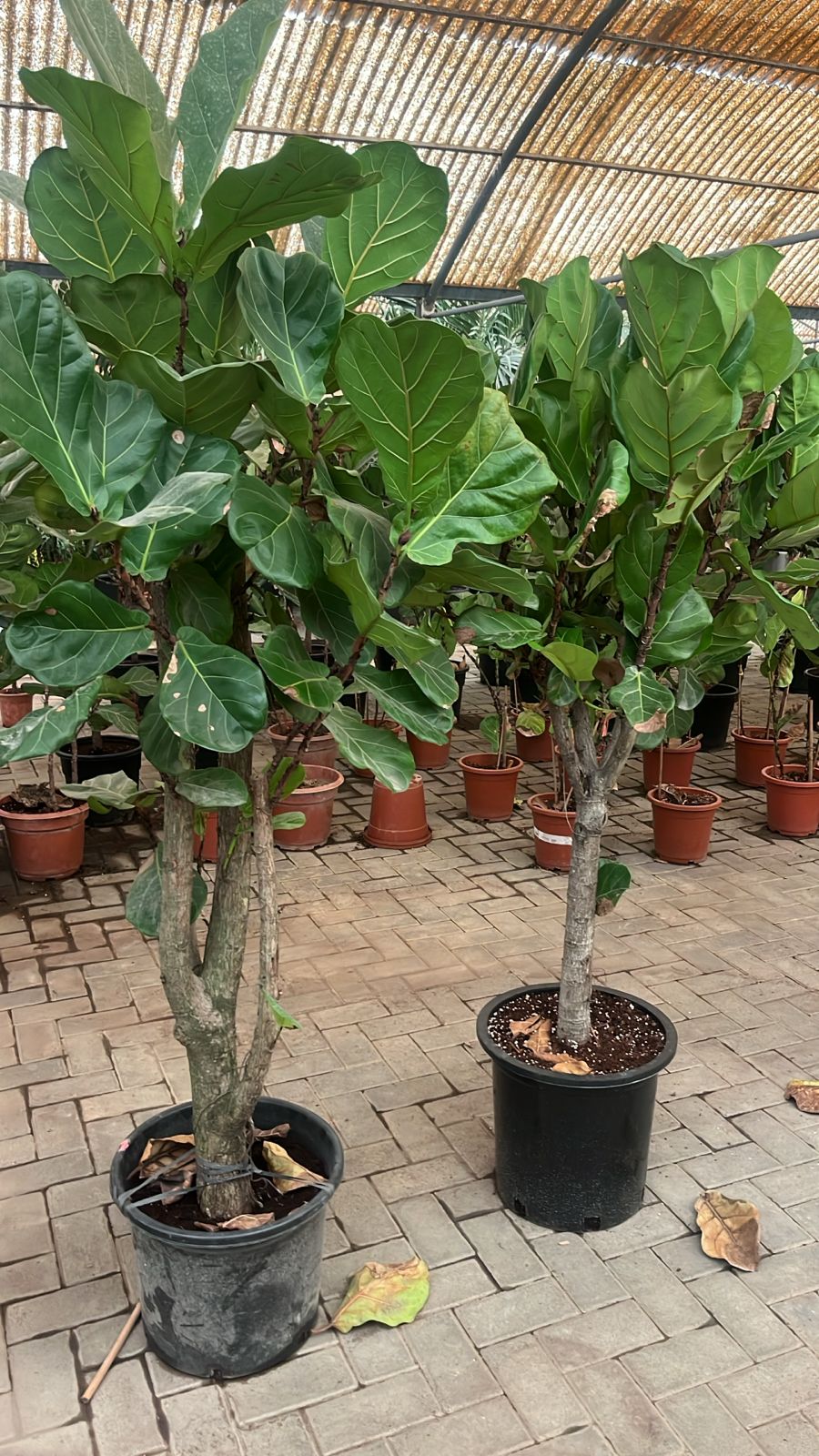 Fiddle Fig Tree In Nursery Pot Each XXL Plants UAE.