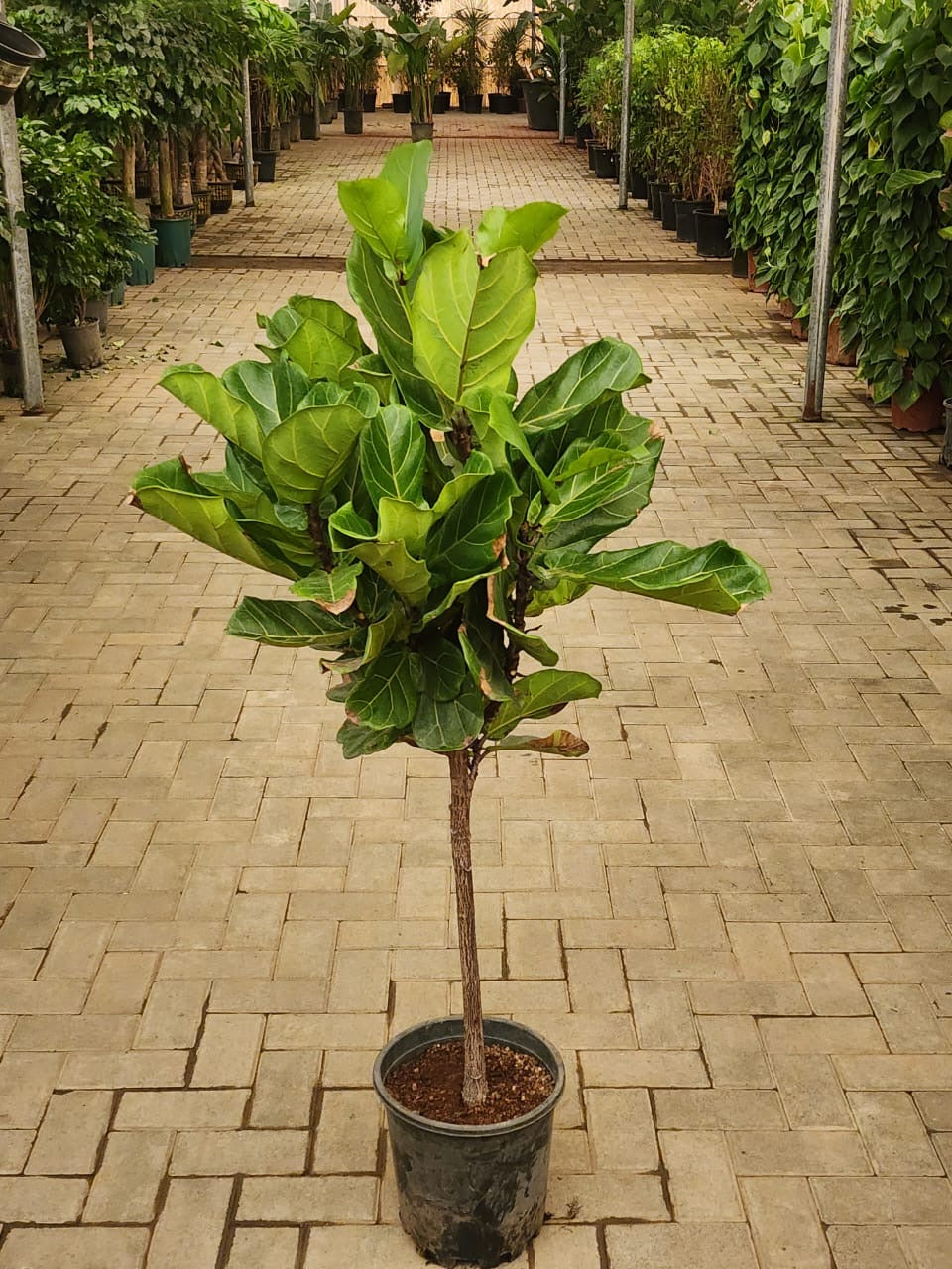 Fiddle Single Head Promo Plants UAE