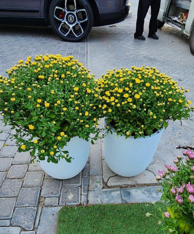 Flower for Balcony Bundle Plants Dubai. Two potted plants with yellow flowers on a paved driveway.