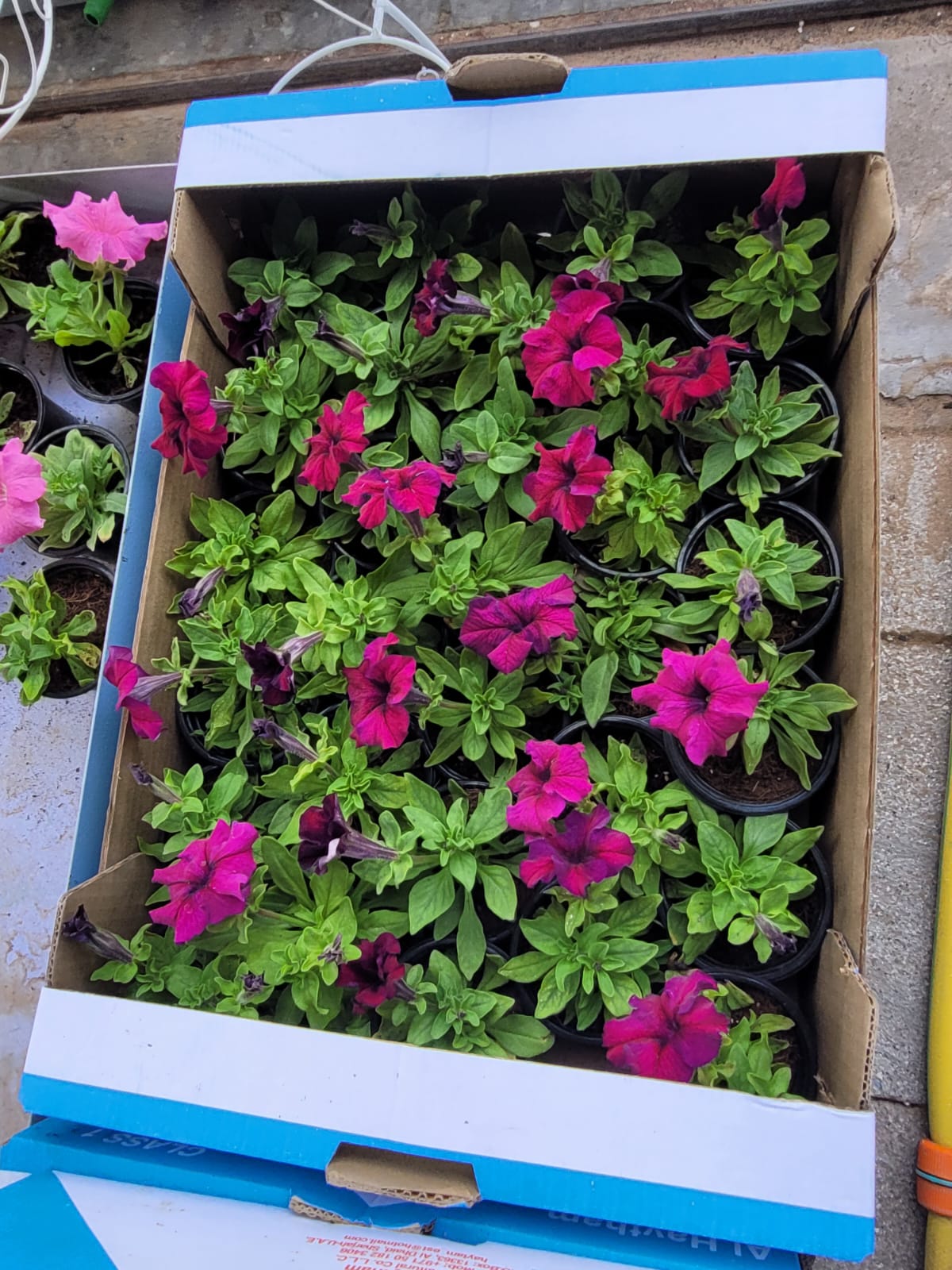 Flowers Petunia Premium Outdoor Plants Dubai