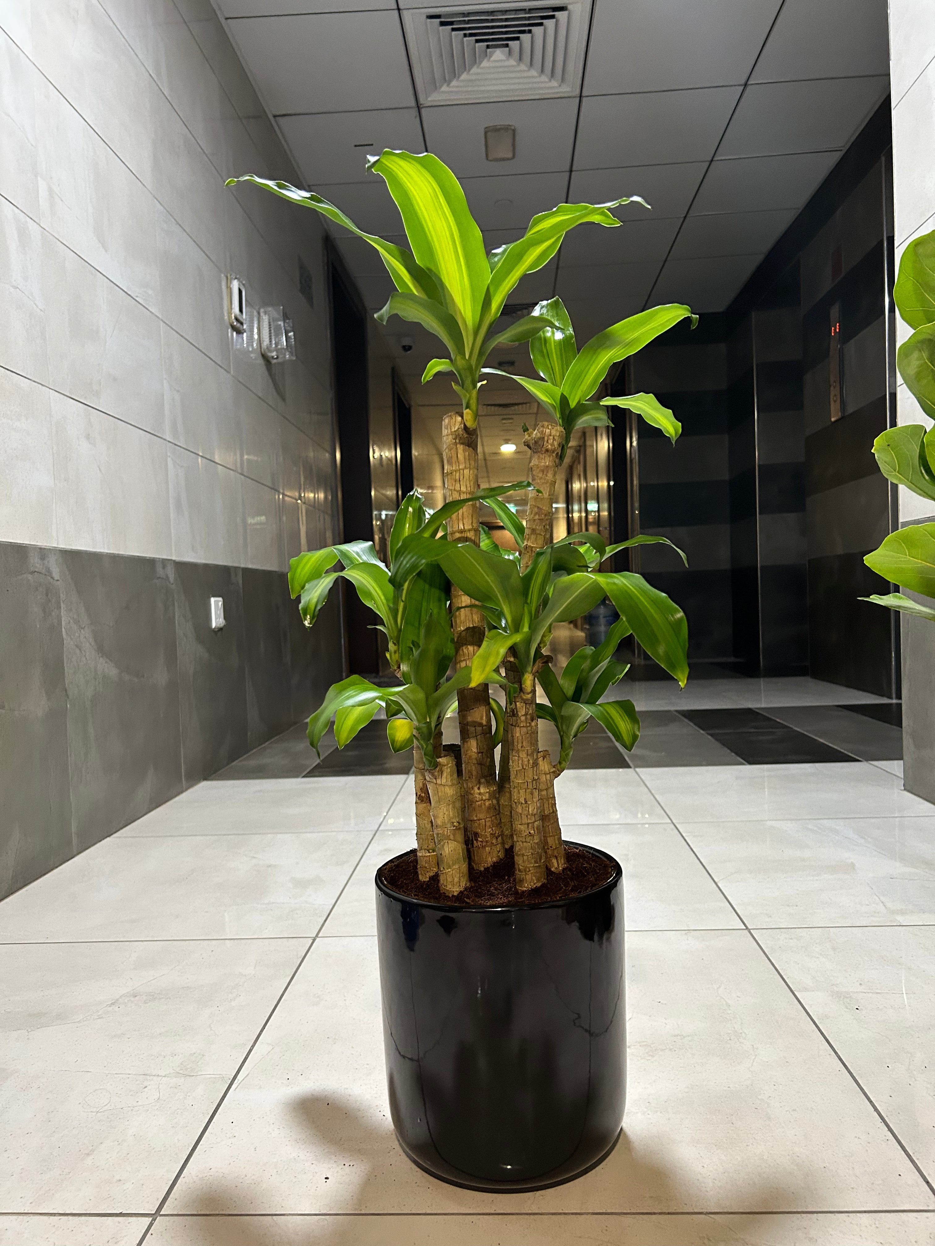 Fortune Promo Plant UAE
