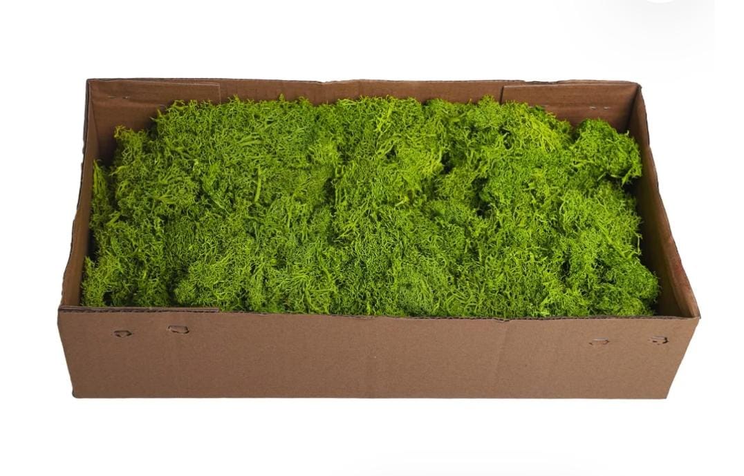 Fresh Moss Box Plants UAE.