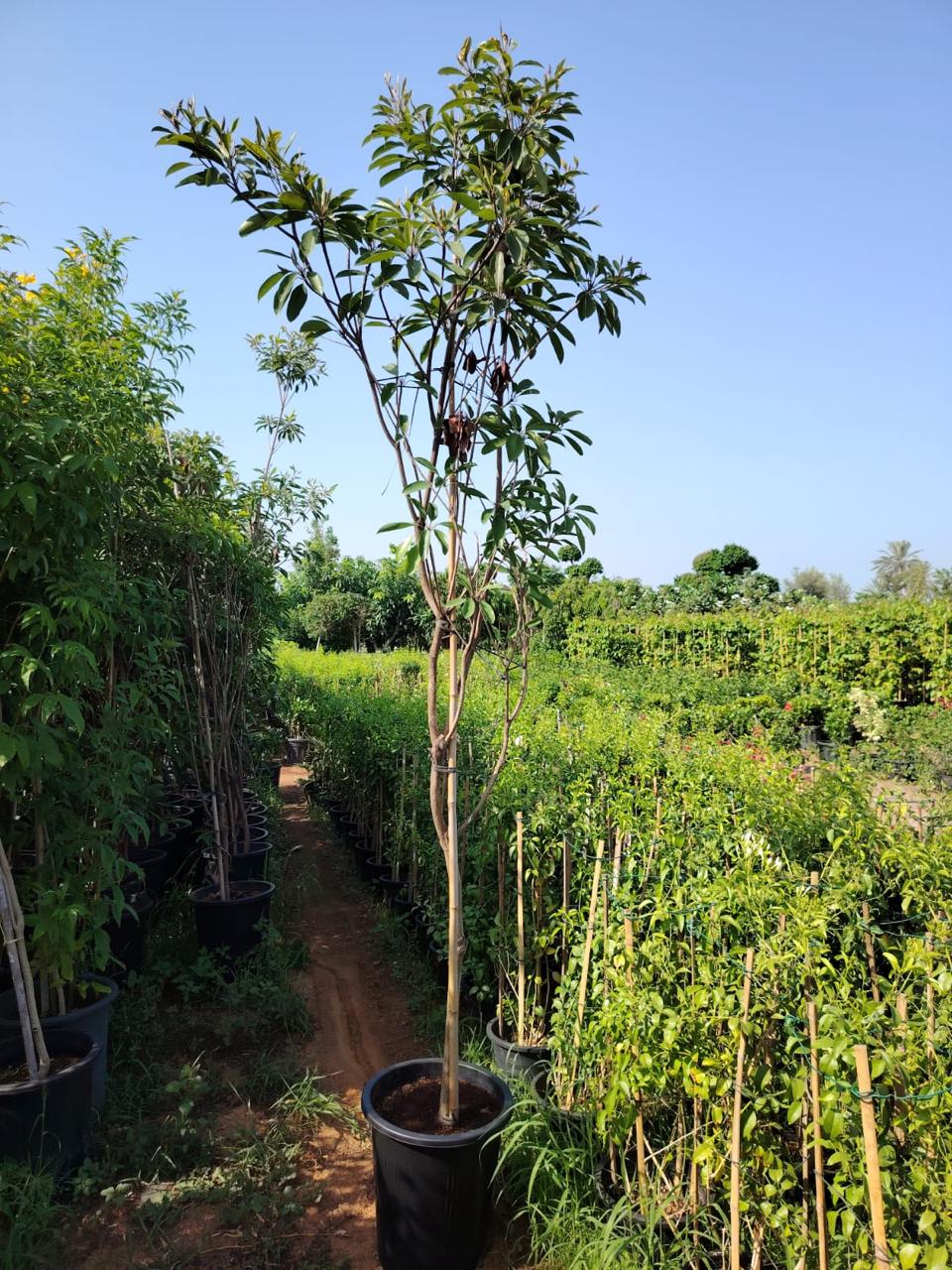 Fruit Tree Chico Tree in UAE. Potted trees in a garden setting with a clear blue sky.