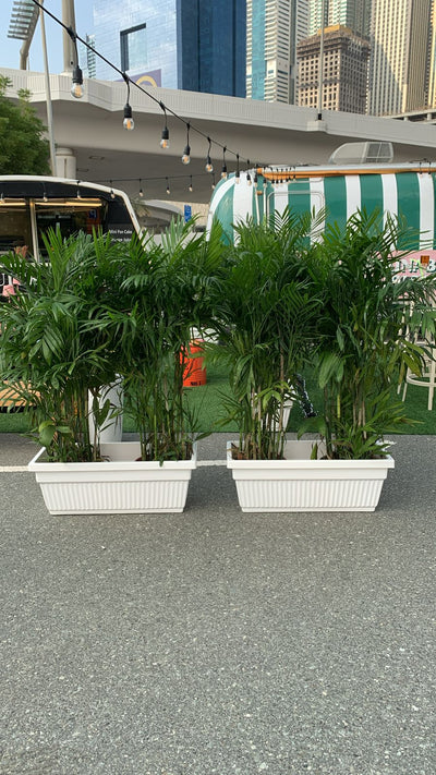 Giant Bamboo Palm Plant in UAE Privacy Plant.