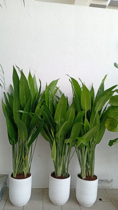 House 11 Plants Bundle Dubai