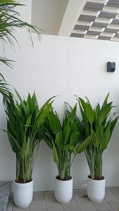 House Plants 11 Plants Bundle Dubai.