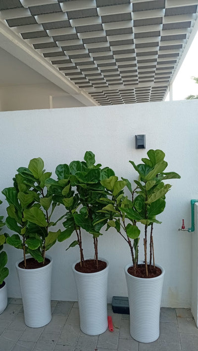 House Plants 11 Plants Bundle Dubai