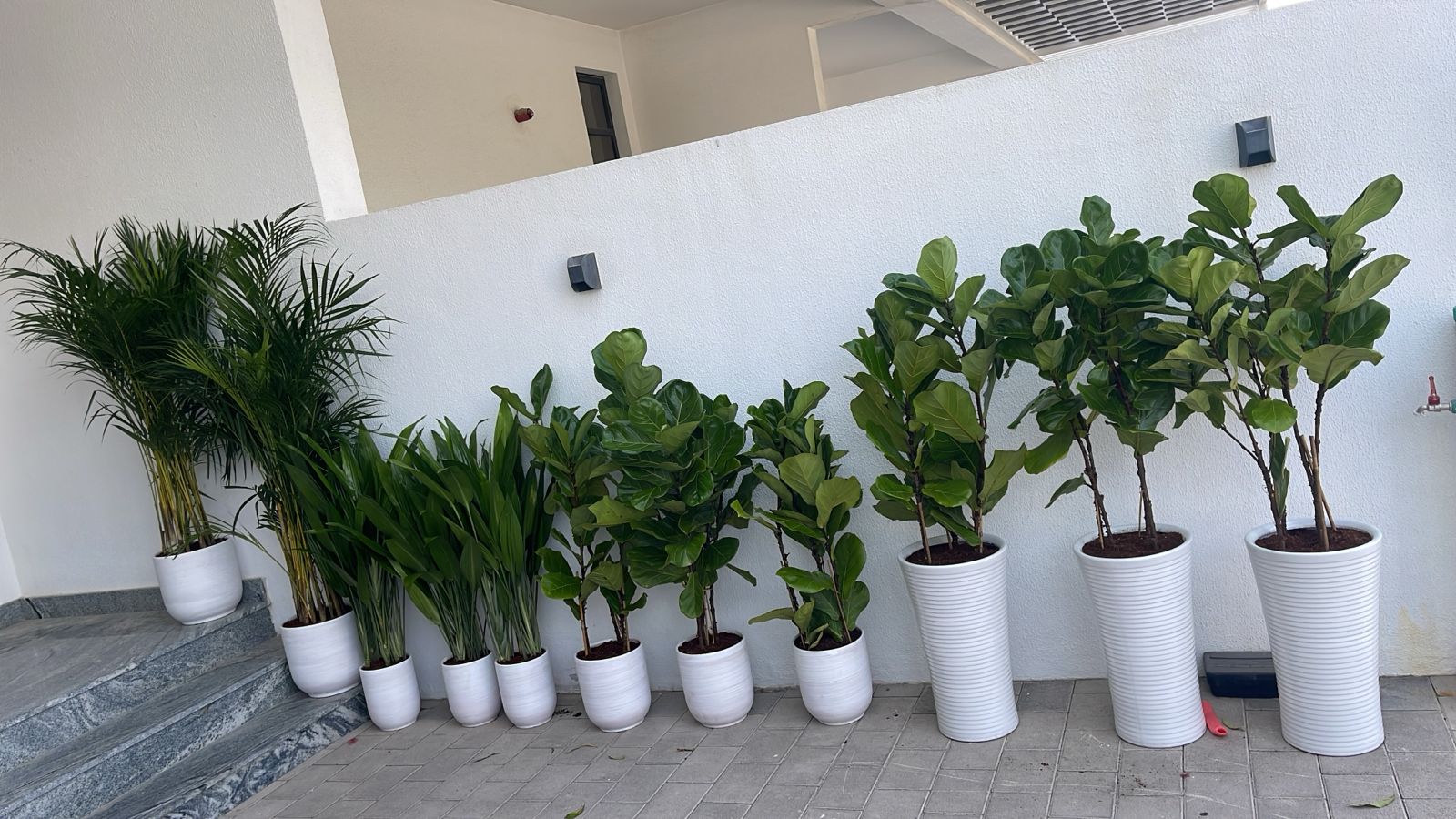 House Plants 11 Plants Bundle UAE.