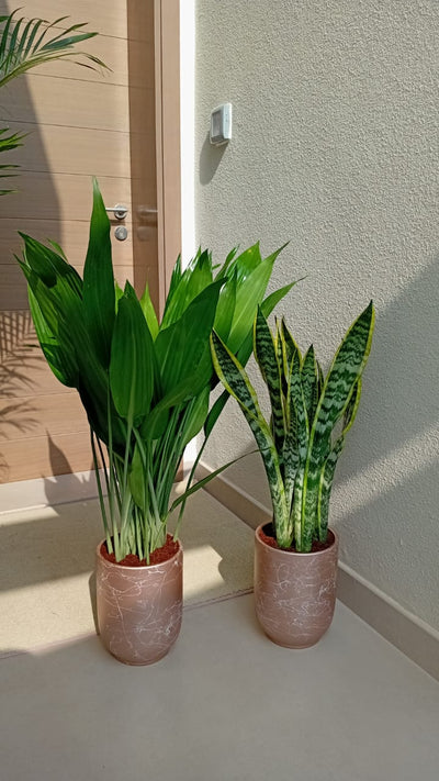 House Plants Bundle Aspiradas+ Snakeplant Indoor Plants UAE