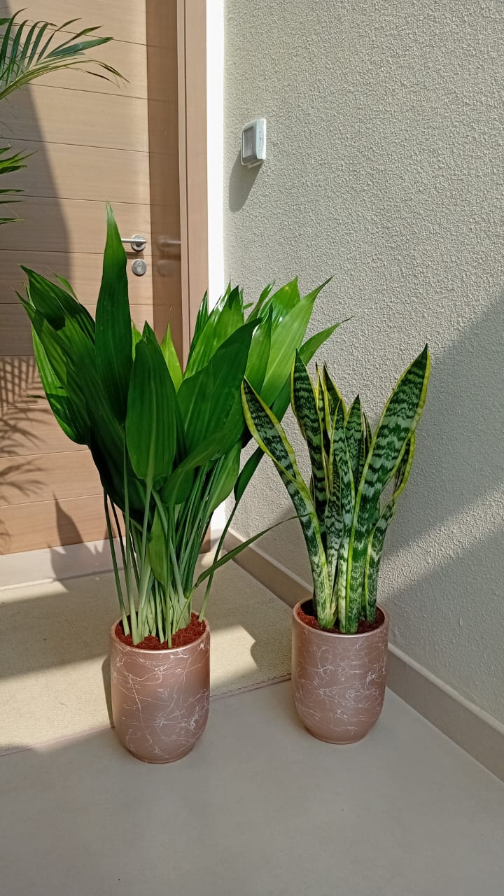 House Plants Bundle Aspiradas+ Snakeplant Indoor Plants UAE