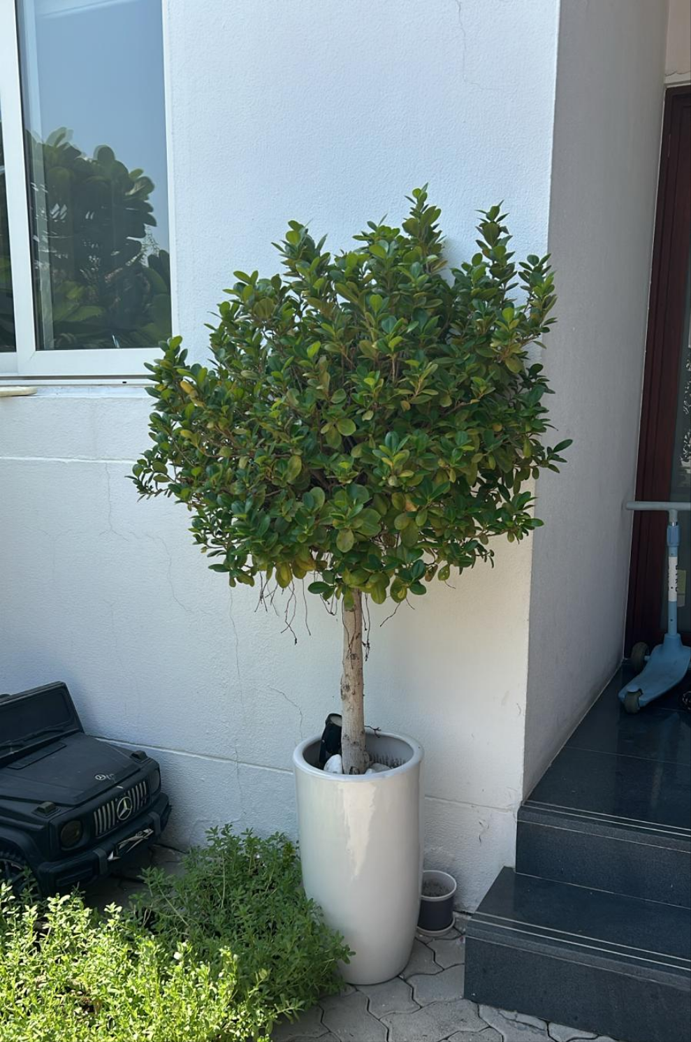 Clearance Sale Single Head Ficus Promo