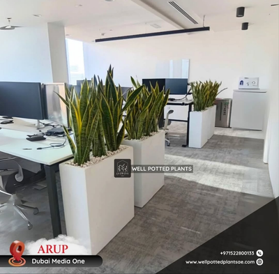Snakeplant Office Plants in Fiber Long Each