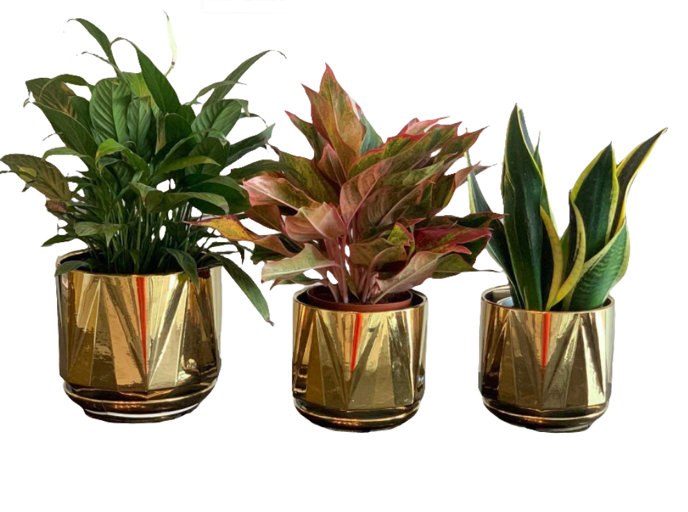 Table Plants bundle (3pc)