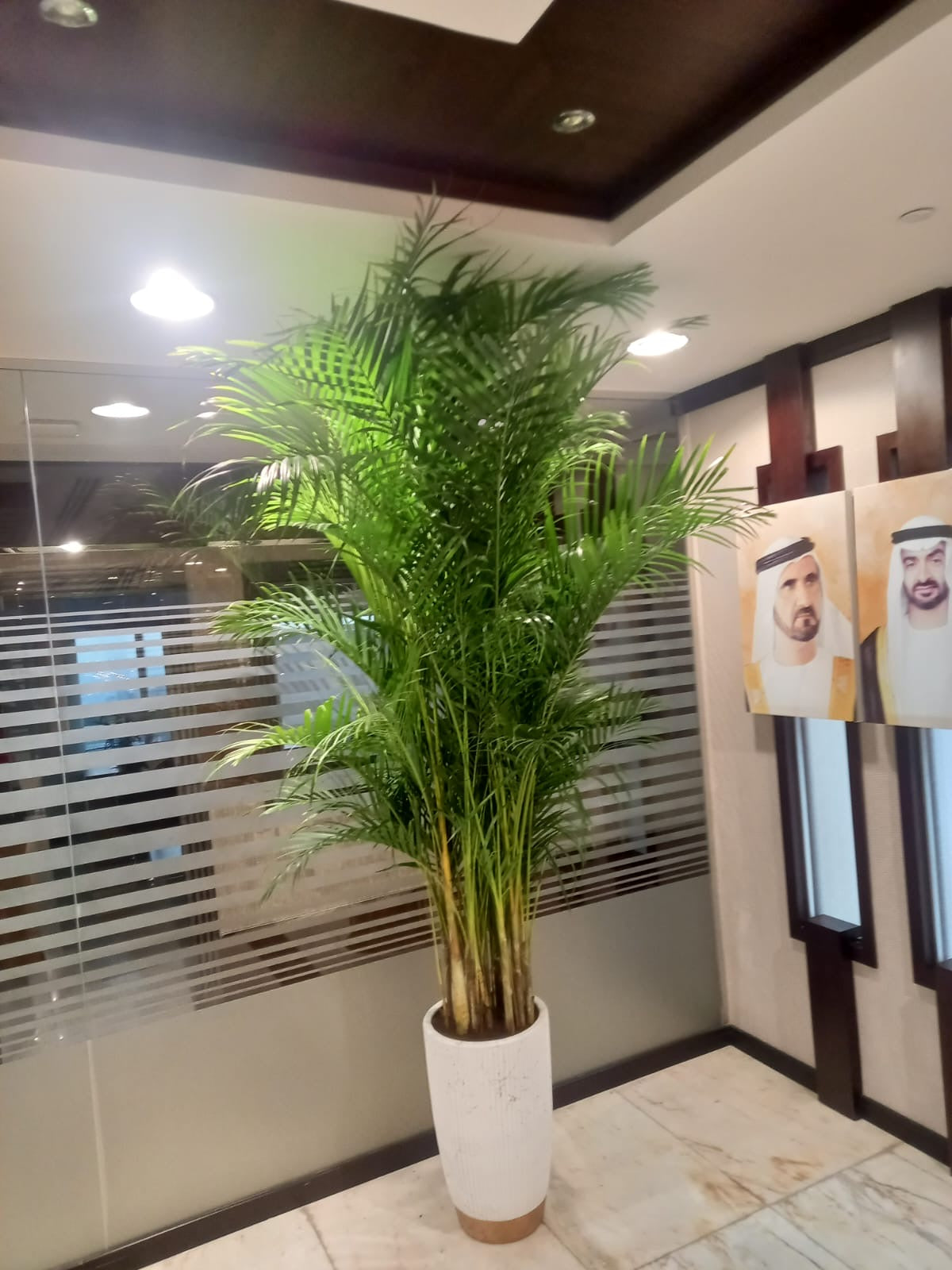 Areca Palm Big (8-10feet) Office Plant