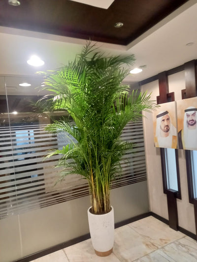 Areca Palm Big (8-10feet) Office Plant