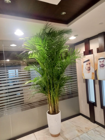 Areca Palm Big (8-10feet)