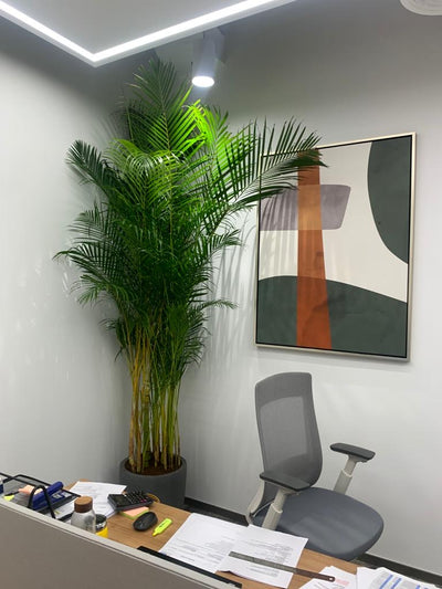 Areca Palm Big (8-10feet) Office Plant