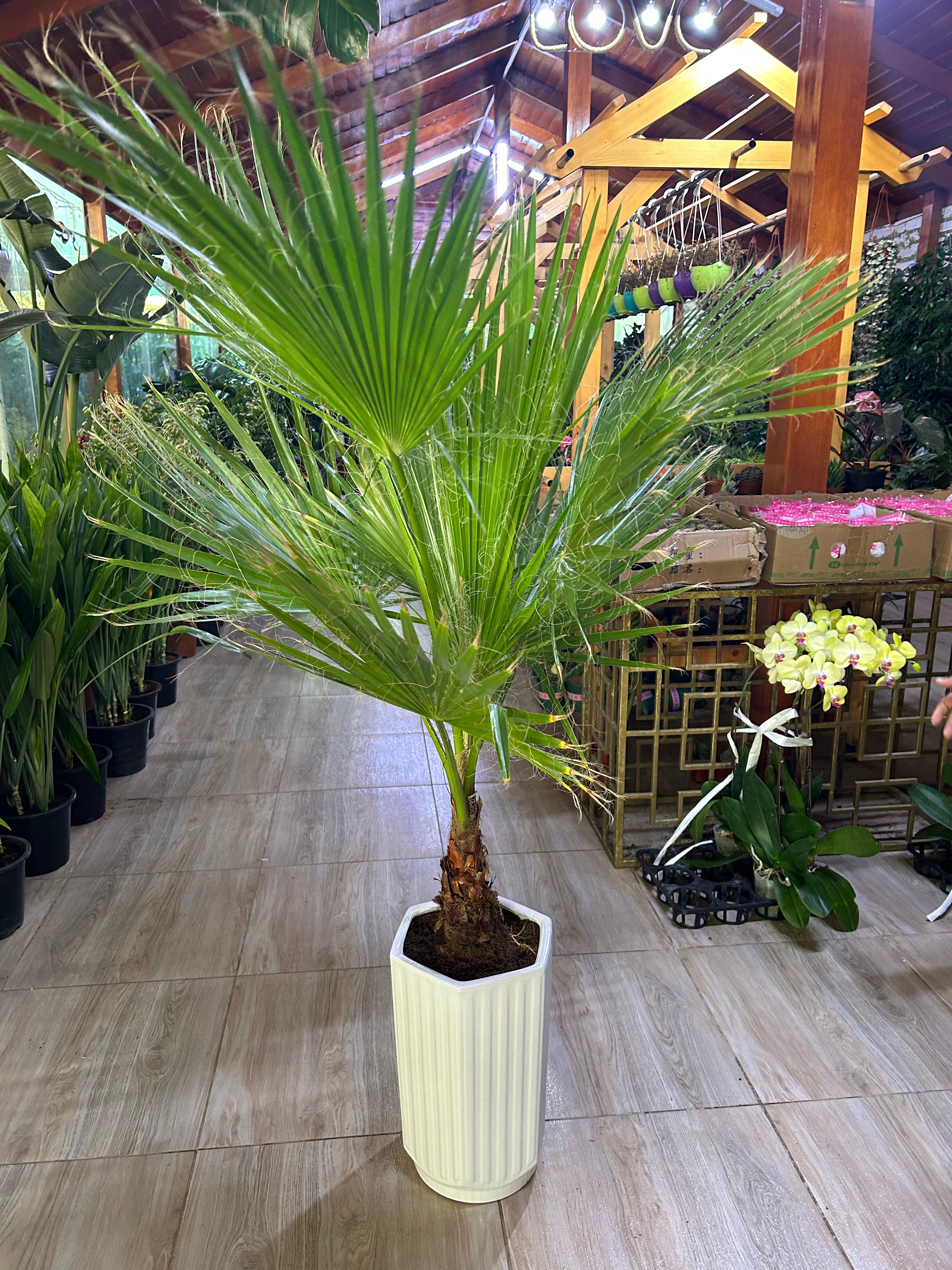 199DH Washintonia Big in Long Pot PROMO