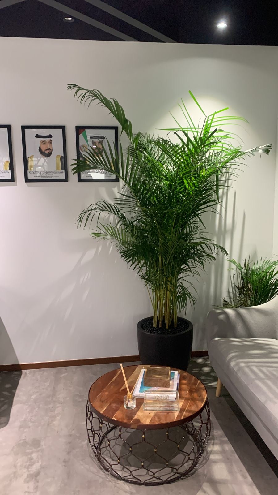 Areca 2meter